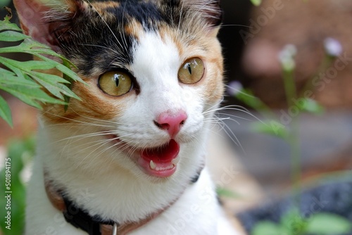 In selective focus a calico cat with angry face in a garden with green nature background photo