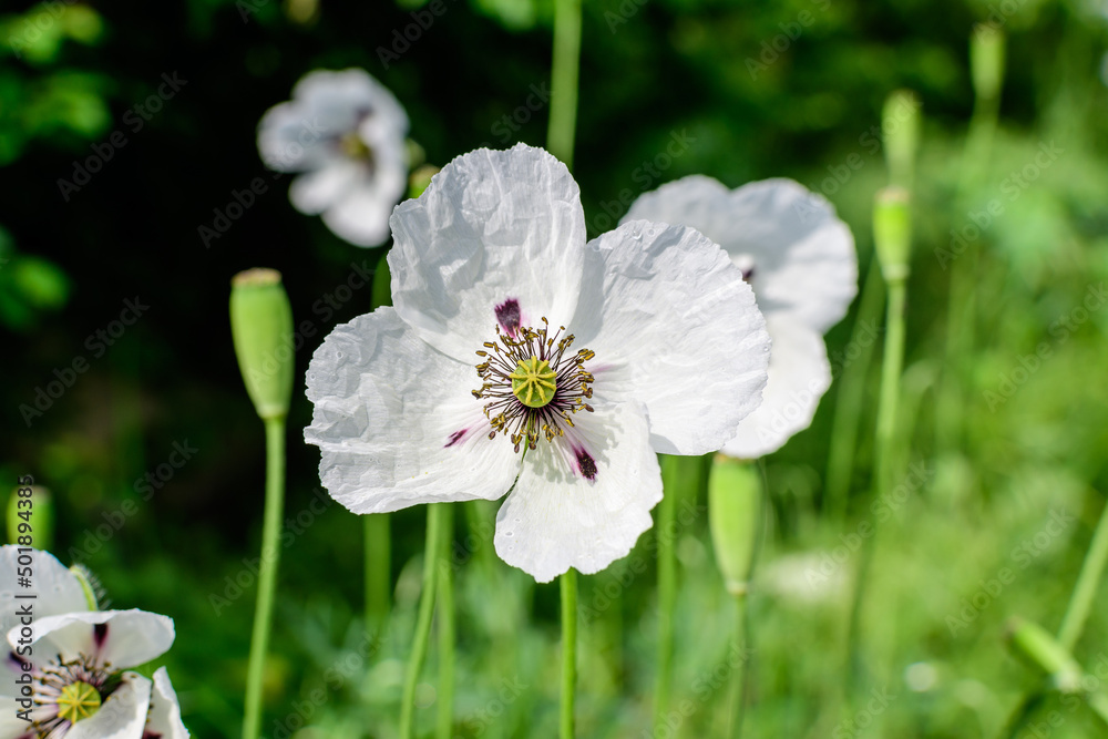 Obraz premium One white poppy flower with small water drops and blurred green grass in a sunny summer garden, beautiful outdoor floral background photographed with soft focus.