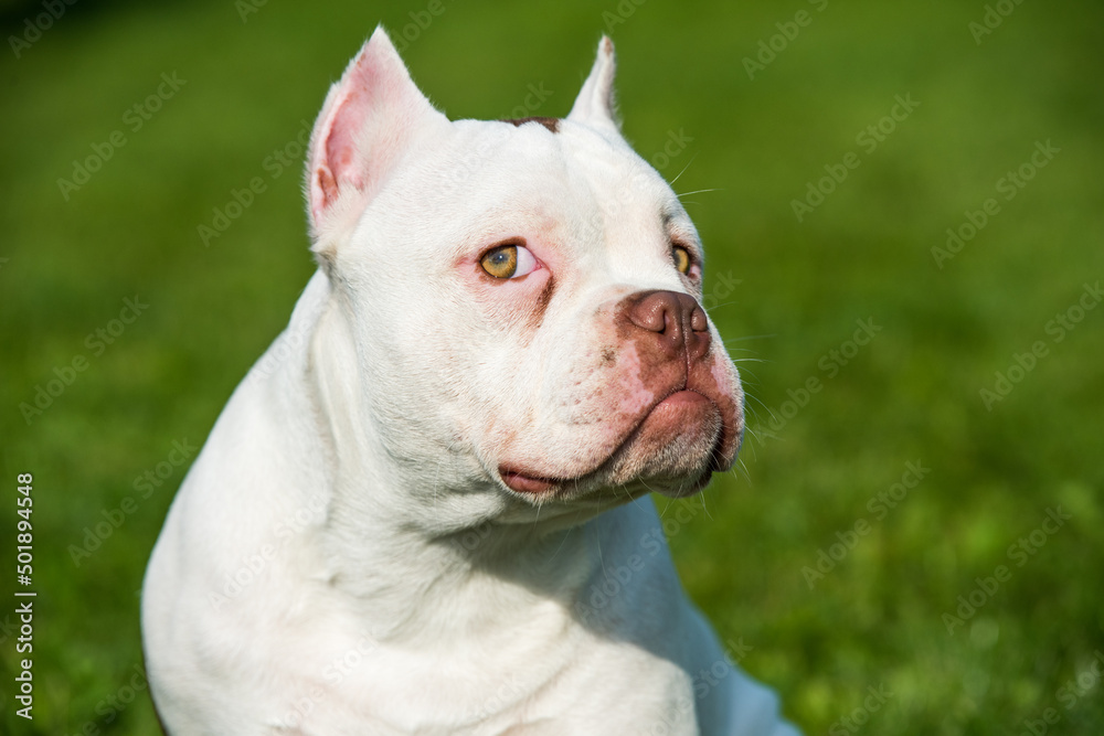 American Bully puppy dog sitting on green grass American Bully puppy dog sitting on green grass