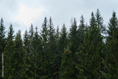 Minimalism background forest. Dense coniferous forest in cloudy weather. A lot of green fir trees with cones on the branches grow in close-up.