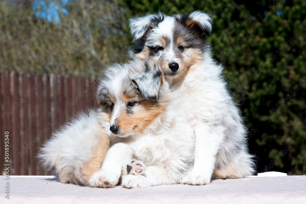 Two stunning nice fluffy blue merle white shetland sheepdog puppy, sheltie sitting outside on a sunny autumn day. Small, little cute collie dog, lassie portrait in spring time with green background