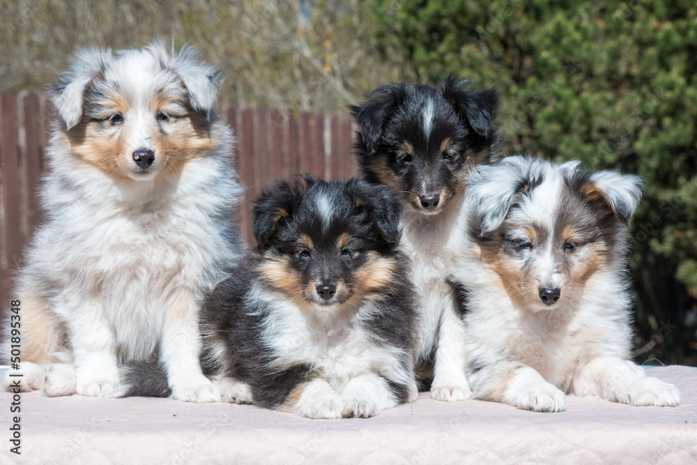 Four stunning nice fluffy blue merle black white tricolor shetland sheepdog puppy, sheltie sitting outside on a sunny autumn day. Small, little cute collie dog, lassie portrait in spring time Four stunning nice fluffy blue merle black white tricolor shetland sheepdog puppy, sheltie sitting outside on a sunny autumn day. Small, little cute collie dog, lassie portrait in spring time