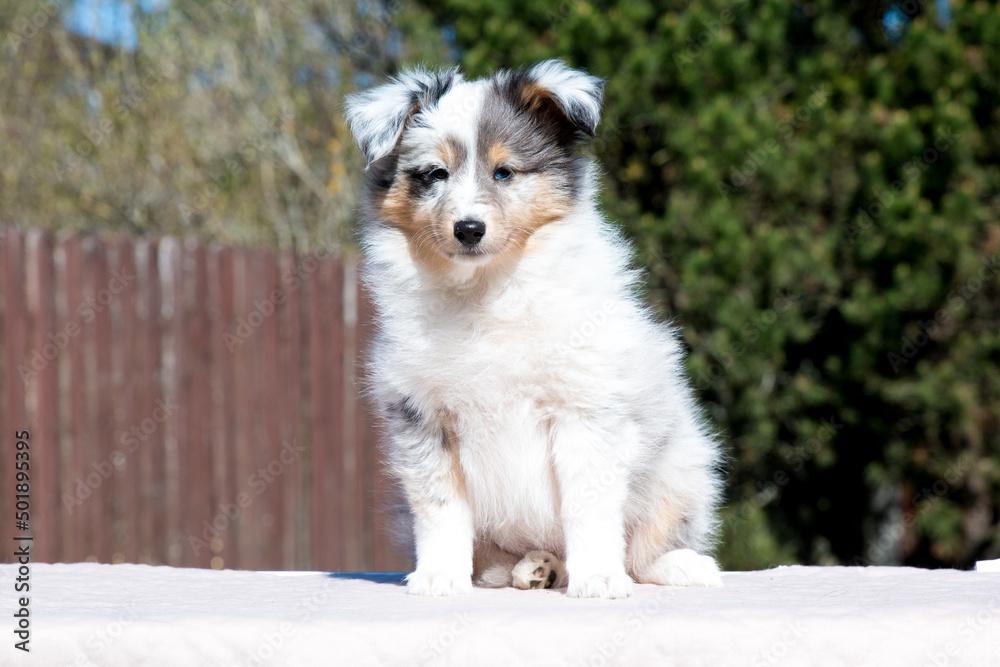 Stunning nice fluffy blue merle with white shetland sheepdog puppy, sheltie sitting outside on a sunny autumn day. Small, little cute collie dog, lassie portrait in spring time with green background Stunning nice fluffy blue merle with white shetland sheepdog puppy, sheltie sitting outside on a sunny autumn day. Small, little cute collie dog, lassie portrait in spring time with green background