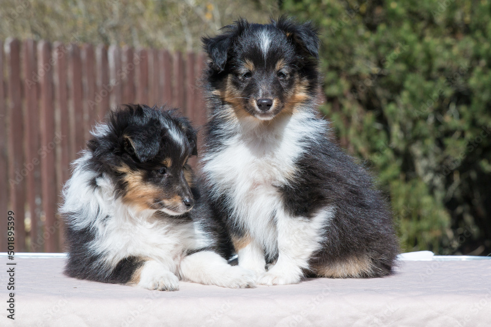 Two stunning nice fluffy black tricolor shetland sheepdog puppy, sheltie sitting outside on a sunny autumn day. Small, little cute collie dog, lassie portrait in spring time with green background