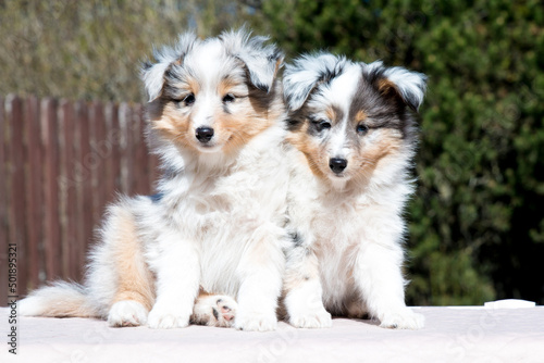 Two stunning nice fluffy blue merle white shetland sheepdog puppy, sheltie sitting outside on a sunny autumn day. Small, little cute collie dog, lassie portrait in spring time with green background