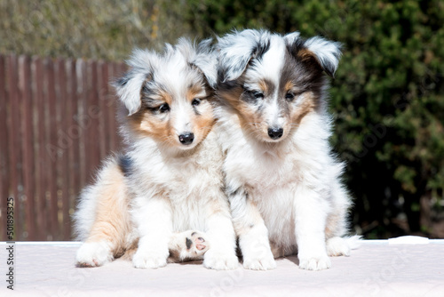Two stunning nice fluffy blue merle white shetland sheepdog puppy, sheltie sitting outside on a sunny autumn day. Small, little cute collie dog, lassie portrait in spring time with green background