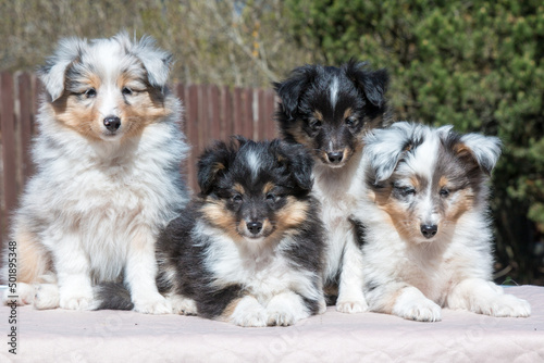 Four stunning nice fluffy blue merle black white tricolor shetland sheepdog puppy, sheltie sitting outside on a sunny autumn day. Small, little cute collie dog, lassie portrait in spring time 
