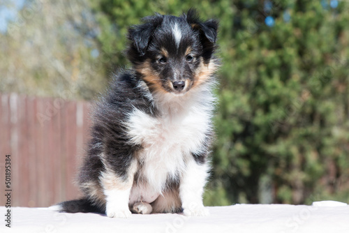 Stunning nice fluffy black white tricolor shetland sheepdog puppy, sheltie sitting outside on a sunny autumn day. Small, little cute collie dog, lassie portrait in spring time with green background