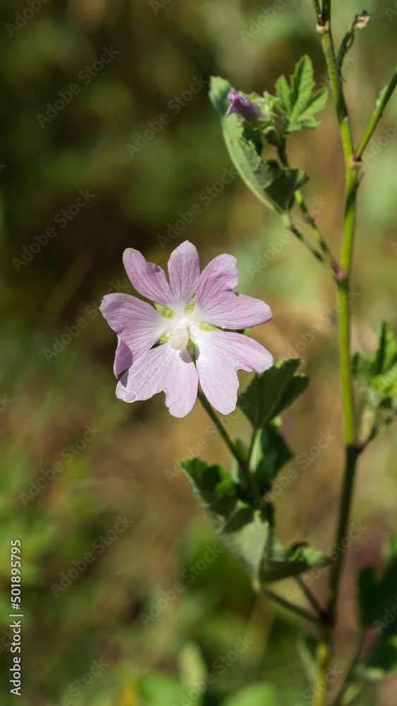 The garden tree-mallow (lat. Lavatera thuringiaca), of the family Malvaceae. The garden tree-mallow (lat. Lavatera thuringiaca), of the family Malvaceae.