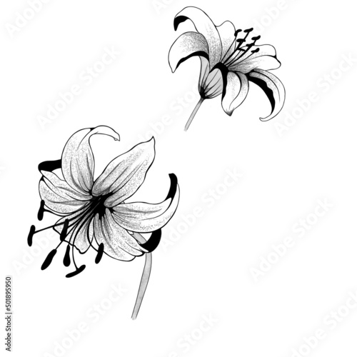 beautiful monochrome black and white bouquet lily isolated on background. Han...