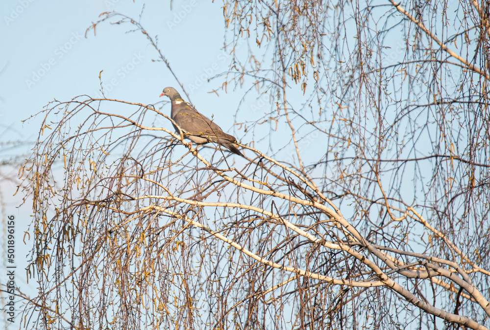 a wood pigeon sits high on a birch tree
a wood pigeon sits high on a birch tree