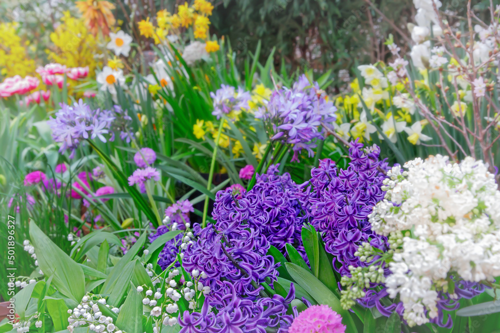 Obraz premium hyacinths, traditional easter flowers, flower background, easter background