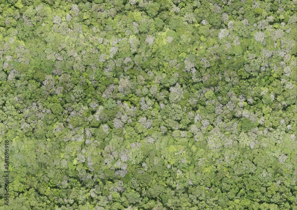 Top View Aerial Photograph of Forest Top View Aerial Photograph of Forest