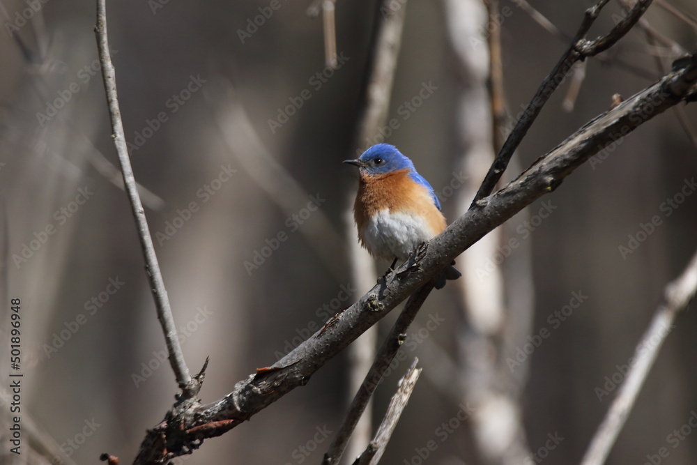 eastern bluebird in early spring. Québec, Canada eastern bluebird in early spring. Québec, Canada