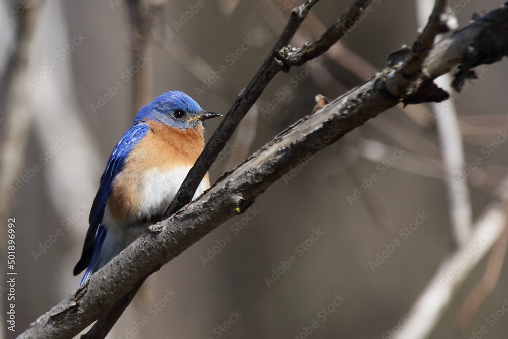 eastern bluebird in early spring. Québec, Canada eastern bluebird in early spring. Québec, Canada