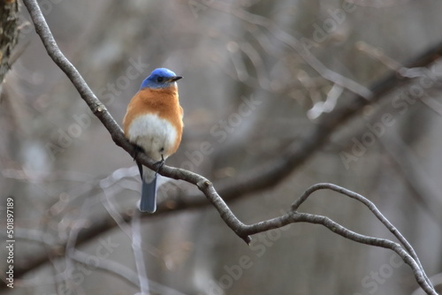 eastern bluebird in early spring. Québec, Canada