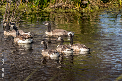 Canada geese and chicks Elk Island National Park Alberta Canada