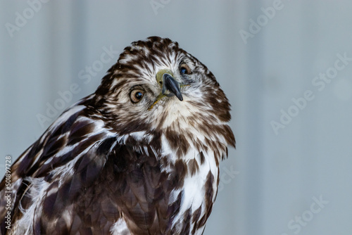 Fotografie Red tailed hawk sitting on a perch