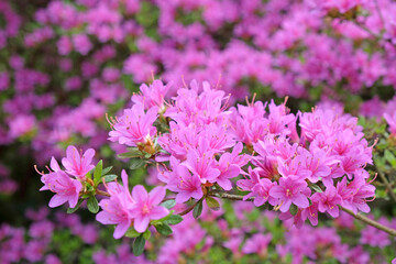 Acrylglasbilder Azalee Grosser lila Azaleenbaum in Blüte  © Alexandra