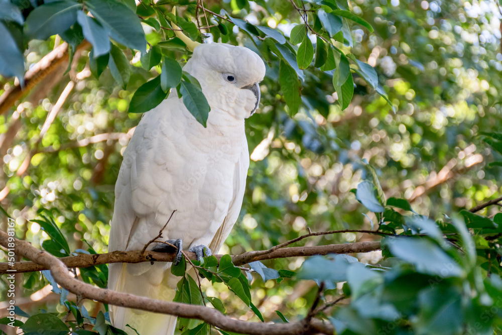 Sulphur-crested cockatoo sitting on the tree close up. Australian wildlife nature in the morning Sulphur-crested cockatoo sitting on the tree close up. Australian wildlife nature in the morning
