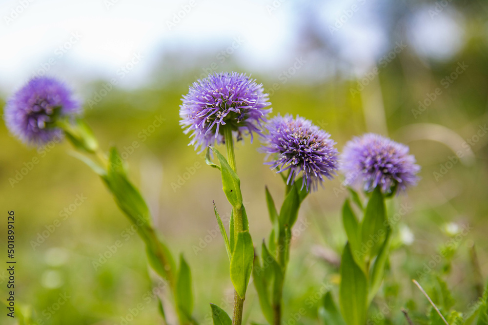 blue wild flowers in the field blue wild flowers in the field