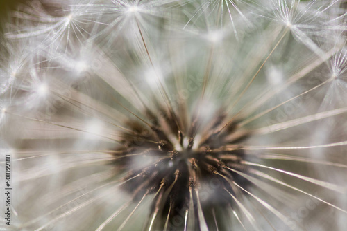 dandelion seed head © Bilyana