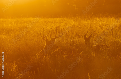 Mule Deer Buck And Doe Bedded at Sunrise in Autumn