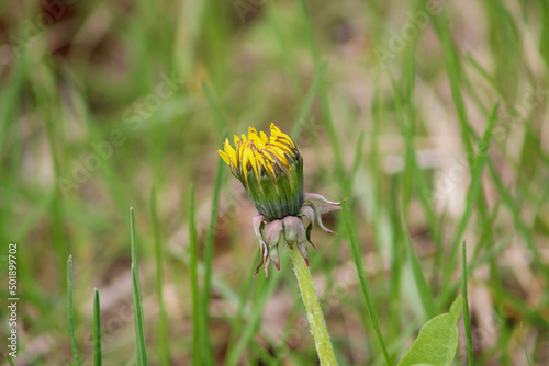 Closed kulbaba flower in early spring photo