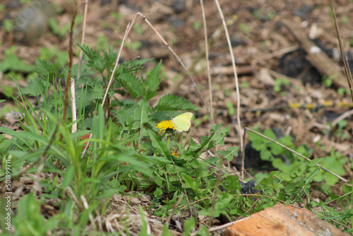 A yellow butterfly on a spring bunting