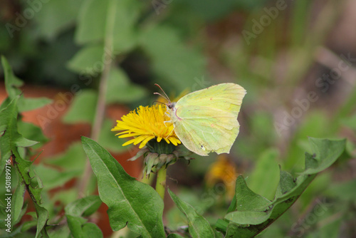 A yellow butterfly on a spring bunting. Close-up © Oleksandr