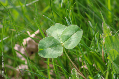 Young clover on a background of green grass