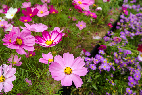 garden cosmo