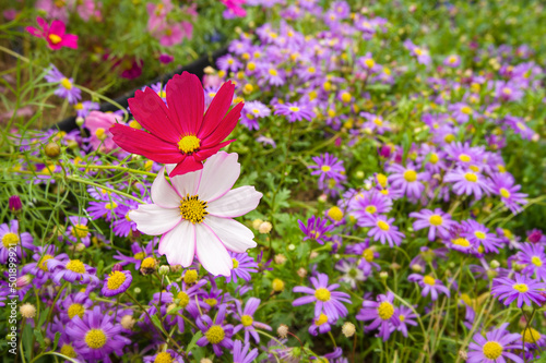 garden cosmo