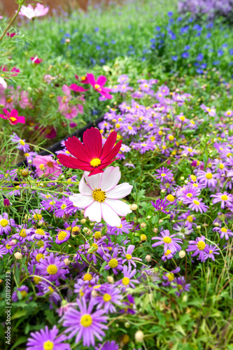 Red and white garden cosmo