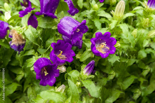 purple bluebell