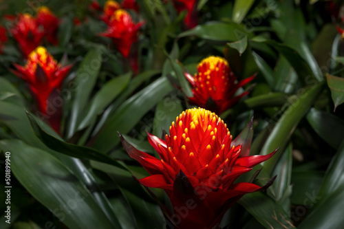 Red Bromeliad