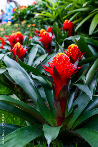 Red Bromeliad