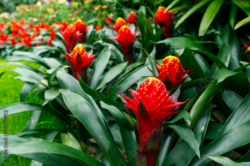 Red Bromeliad