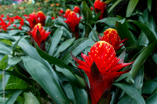 Red Bromeliad