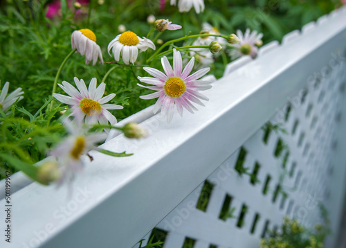 white chrysanthemum