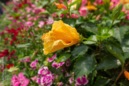 Yellow_Chinese Hibiscus