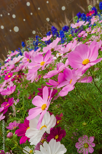 garden cosmo