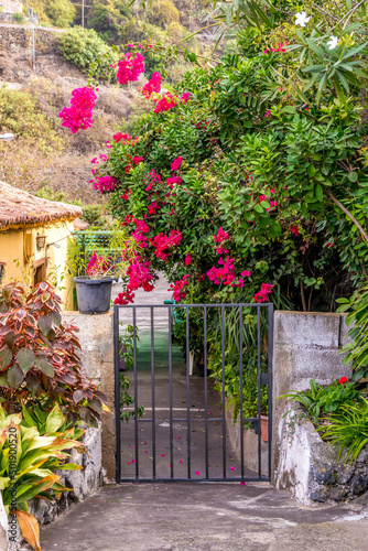 Obraz na płótnie Nice vacation view of a little gate to a Spanish house with exotic bougainvillea flowers among. Pretty summer postcard image of a typical Mediterranean or Canarian village. w salonie