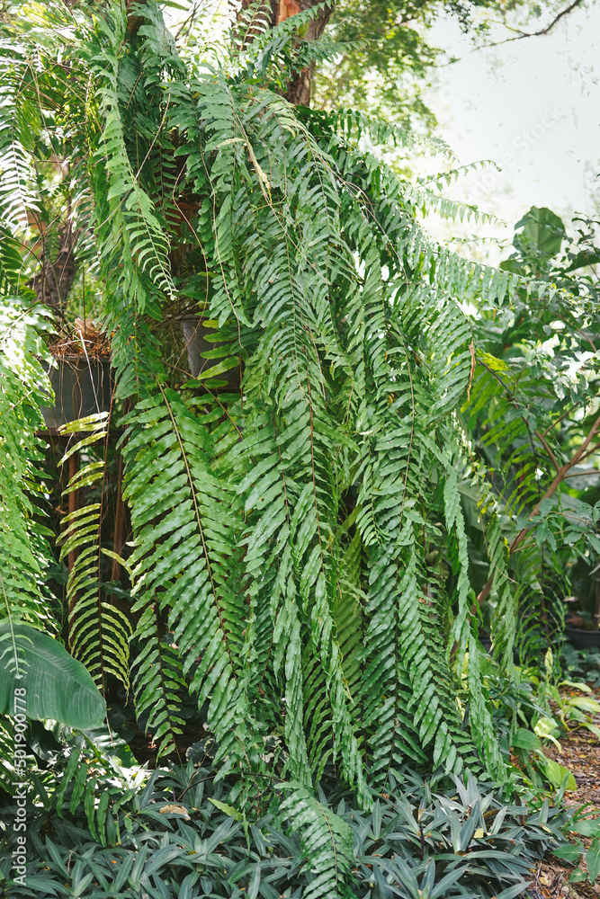 large size hanging ferns large size hanging ferns