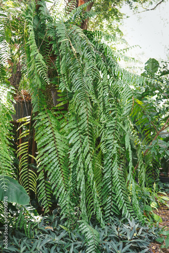 large size hanging ferns 