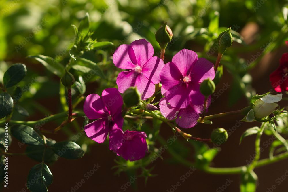 The garden phlox (lat. Phlox paniculata), of the family Polemoniaceae. Central Russia. The garden phlox (lat. Phlox paniculata), of the family Polemoniaceae. Central Russia.