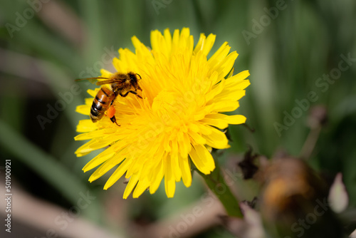 Honey bee on dandelion © Nixxie