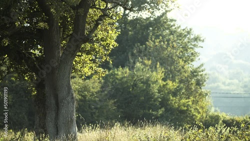 Huge Oak tree is light by summer sunshine in a field in England photo