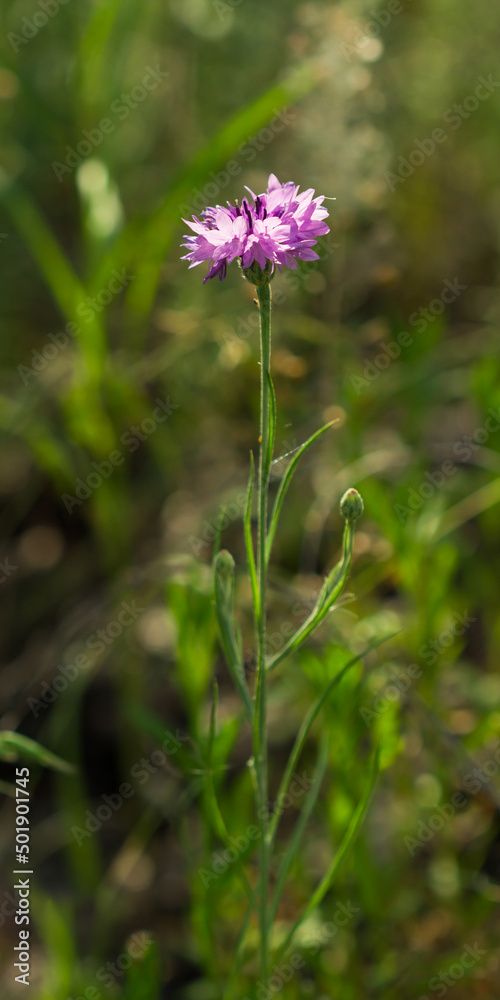 The cornflower (lat. Centaurea cyanus), of the family Asteraceae. The pink cultivar. Central Russia. The cornflower (lat. Centaurea cyanus), of the family Asteraceae. The pink cultivar. Central Russia.