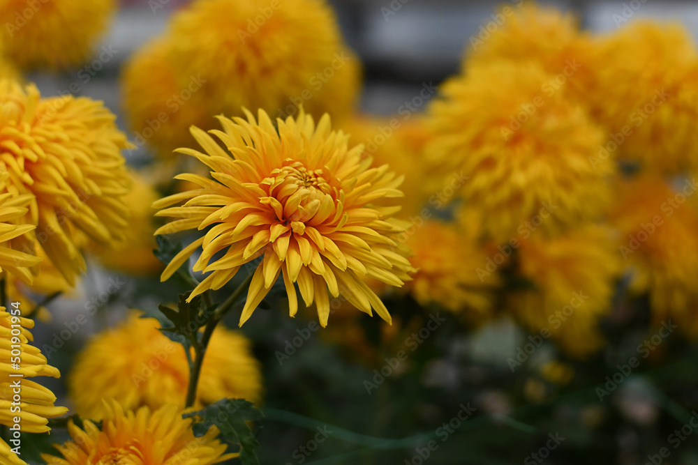 Chrysanthemums Vip blossom in the autumn garden. Background with bright yellow chrysanthemums. Chrysanthemum flowers. Chrysanthemums Vip blossom in the autumn garden. Background with bright yellow chrysanthemums. Chrysanthemum flowers.